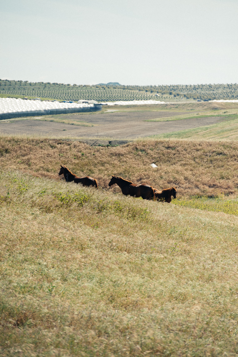 VAQUEROS16-817.JPG
